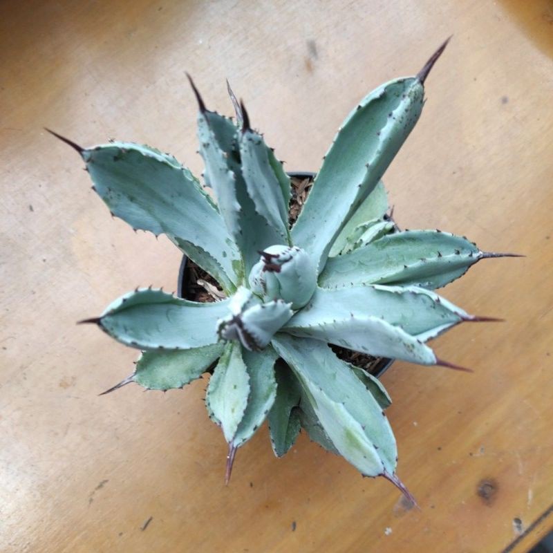 Kaktus Sukulen Agave cubic