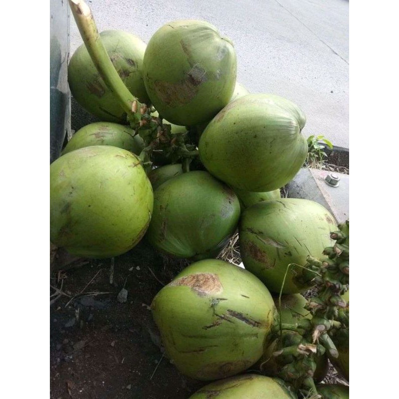 

KELAPA MUDA HIJAU MANIS DAN SEGAR SATU BUAH