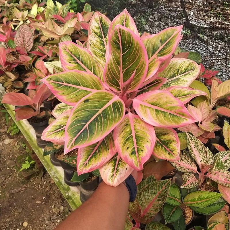 COD LOTUS DELIGHT (TANAMAN HIAS ZONA AGLONEMA TANAMAN INDOR)