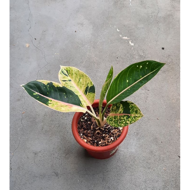 Aglaonema / Aglonema Dona Carmen Mutasi