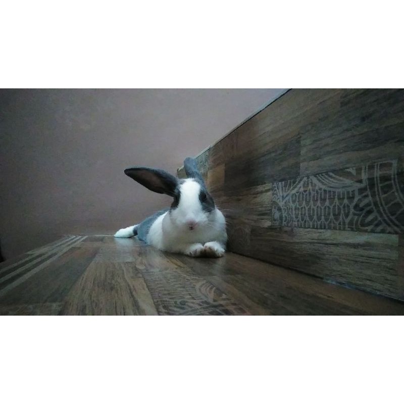 kelinci hias dutch lucu dan jinak bogor tangsel