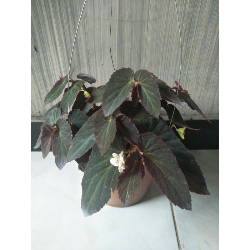Tanaman hias begonia lowo