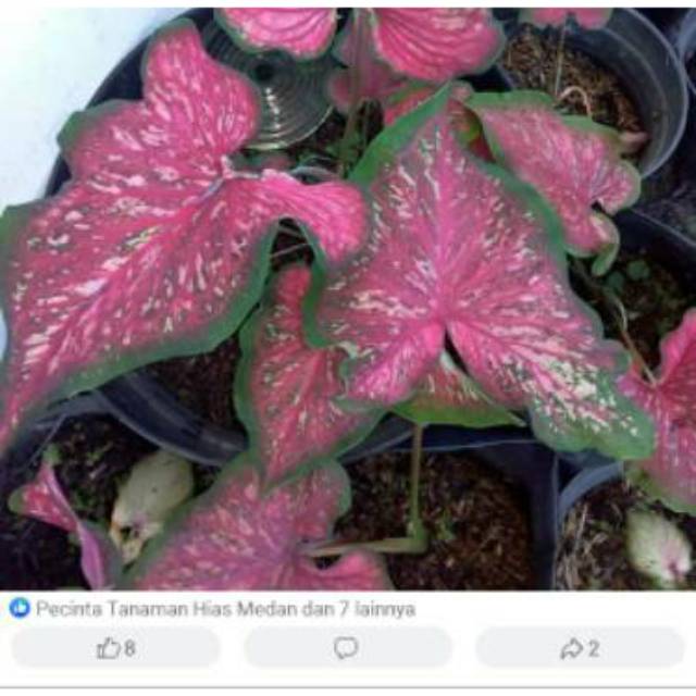 Caladium Lance Whorton Shopee Indonesia