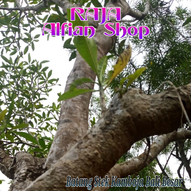 Batang Stek Kamboja Bali Besar Per 2 Batang