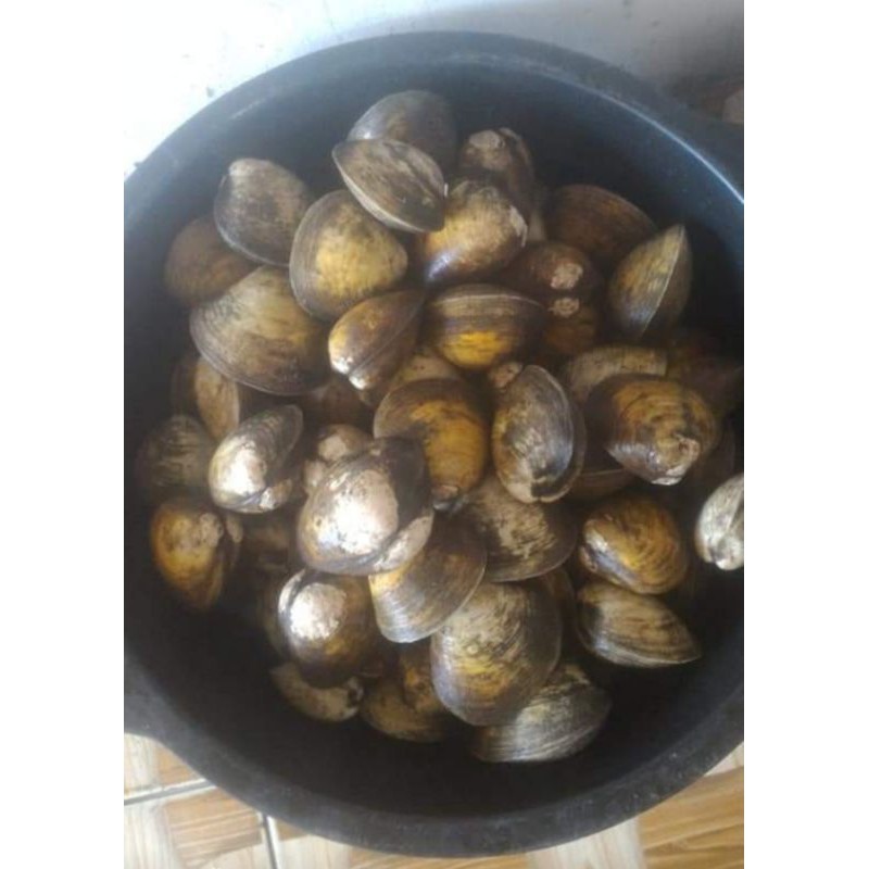 

Lokan Bakau