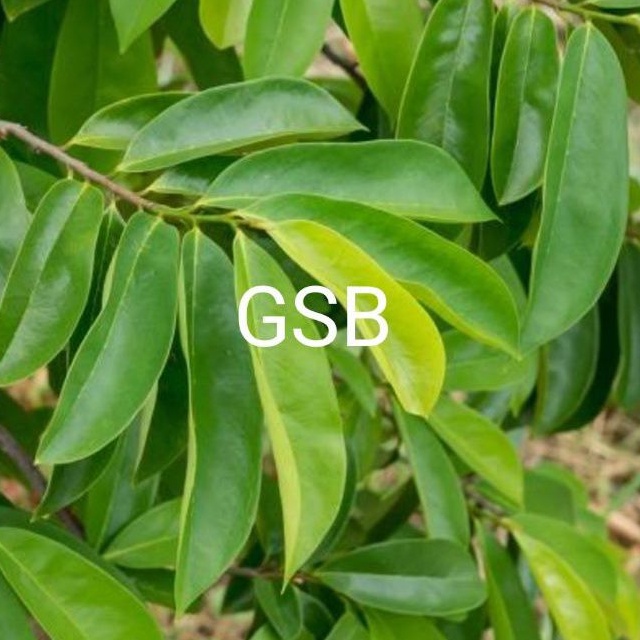 

Daun sirsak segar 500 gram petik langsung fresh