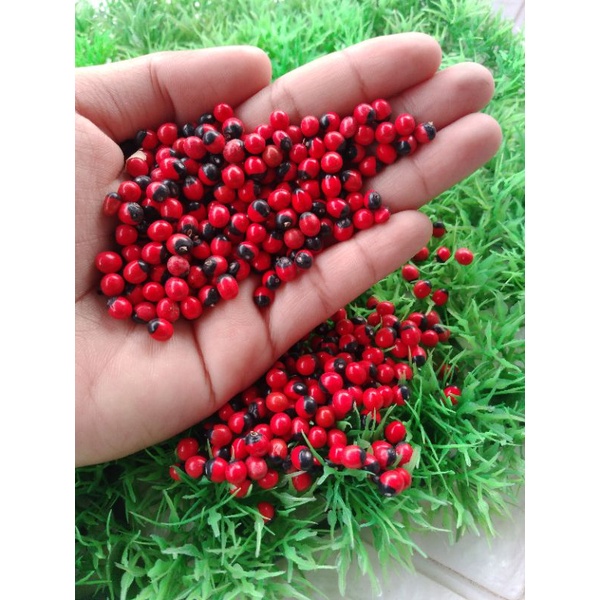 

Benih Biji Saga|Benih Tanaman Rambat|Sogoktunteng|Biji Saga Herbal