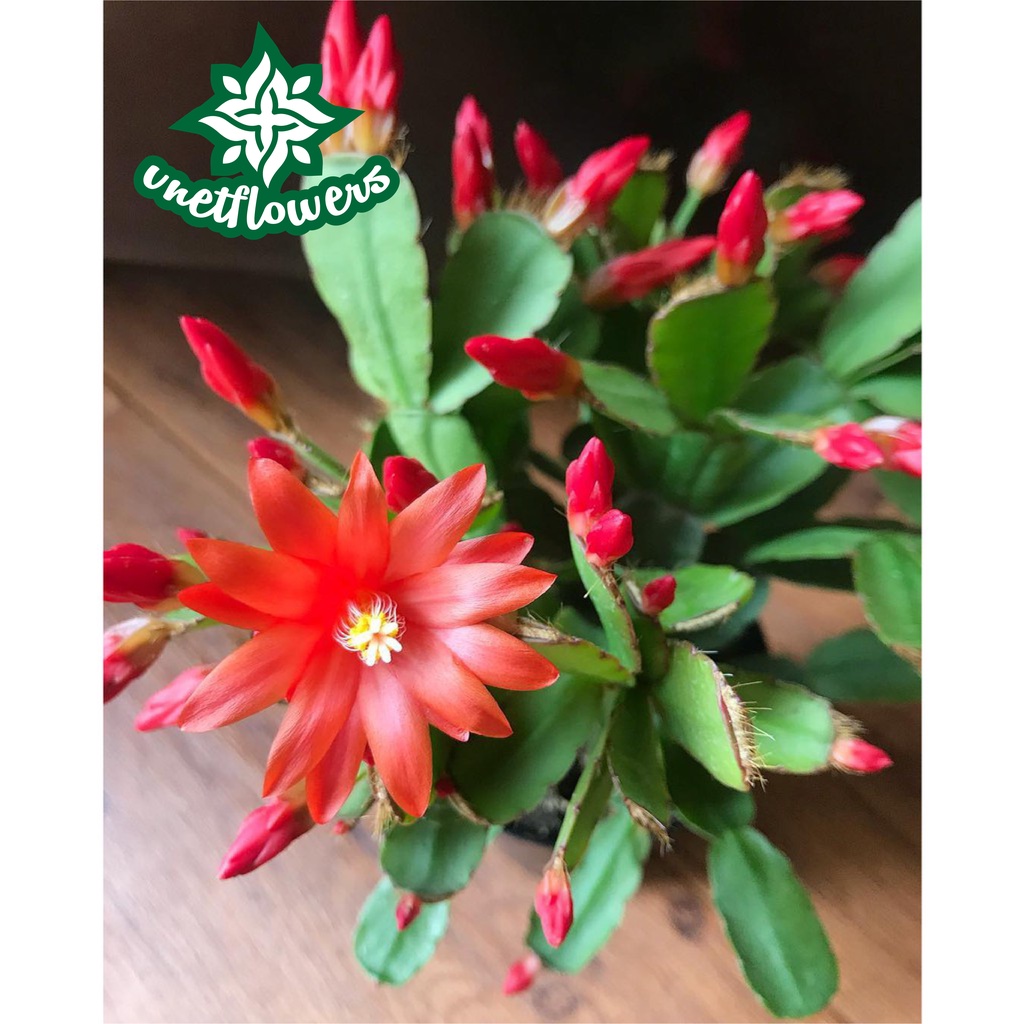 Tanaman/Bunga Gantung Wijaya Kusuma Kepiting Merah - Kaktus Udang