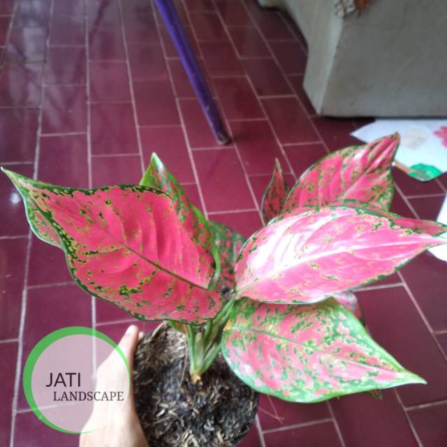 Aglonema king red anjamani- tanaman hias aglonema king red anja