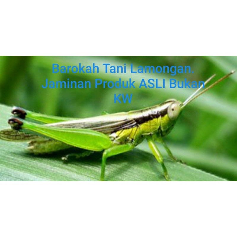 PREVATHON 50 SC 250ML