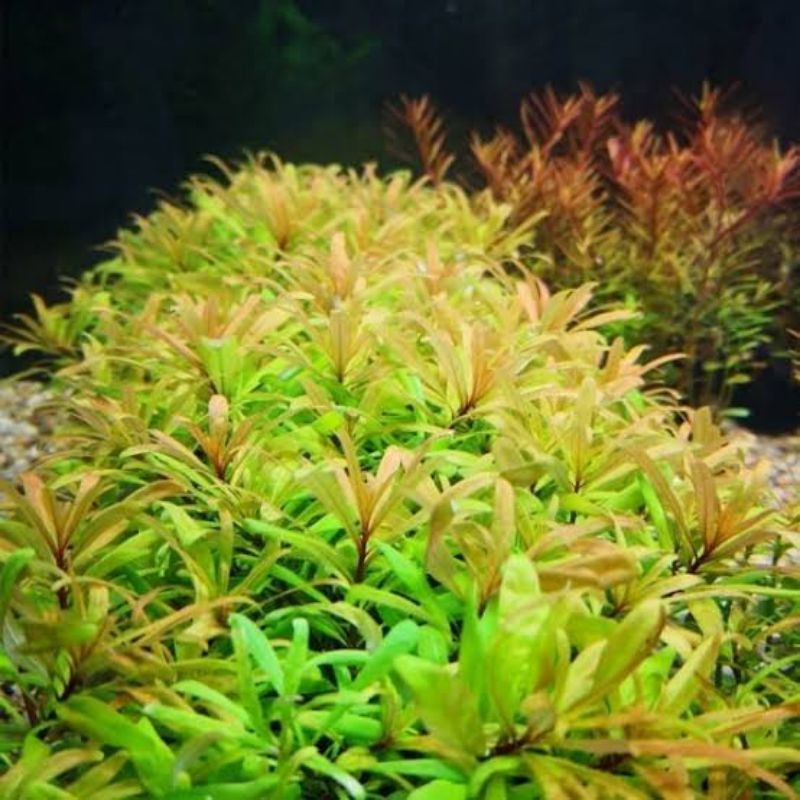 Ludwigia inclinata var verticillata " Cuba " 10 batang tanaman aquascape