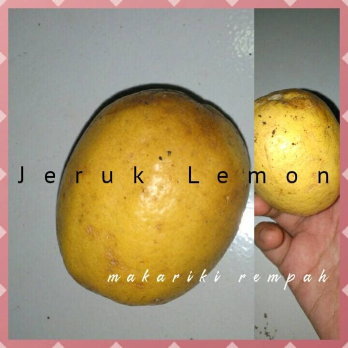 

New 200g jeruk lemon segar