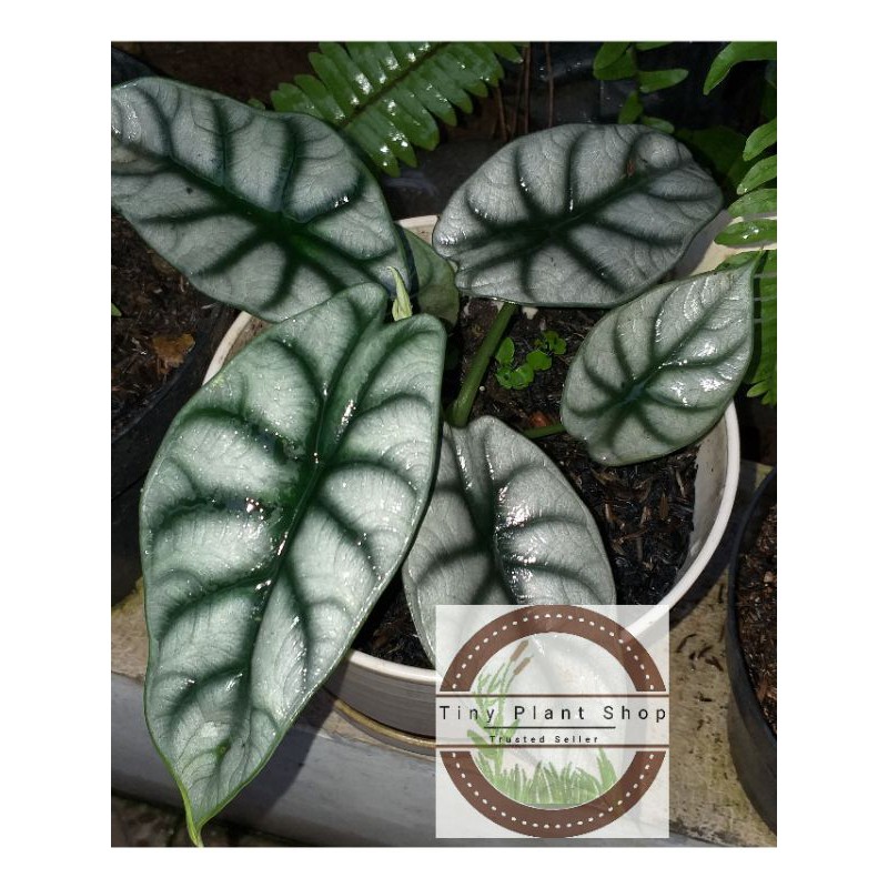 Alocasia Silver Dragon/Keladi tengkorak silver 2-3helai daun