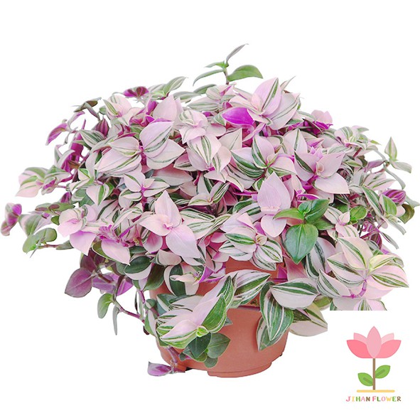 TANAMAN HIAS TRADESCANTIA TRICOLOR