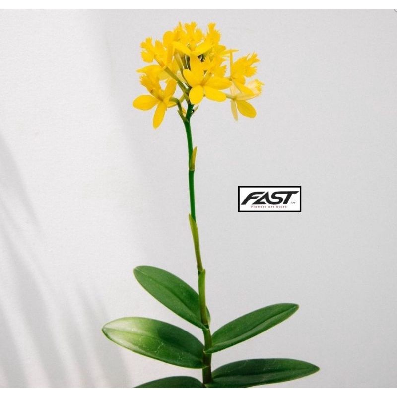 Epidendrum anggrek tanah