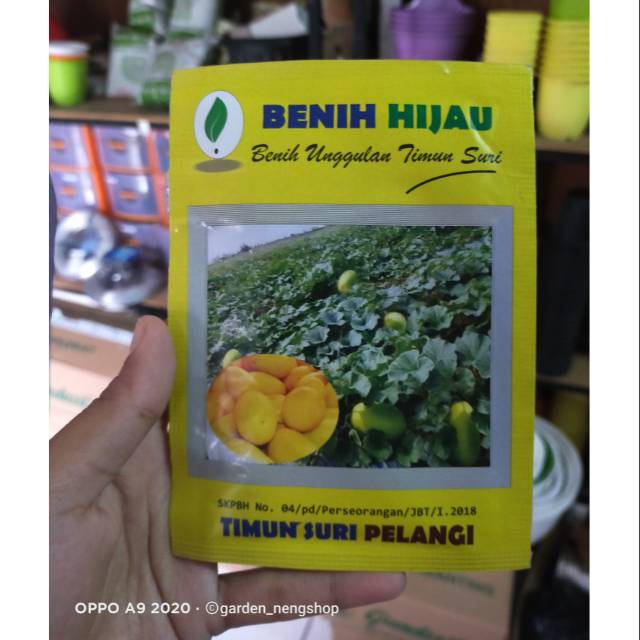 BENIH BIJI TIMUN SURI PELANGI KUNING BENIH HIJAU - BUAH TIMUN MAS SURI