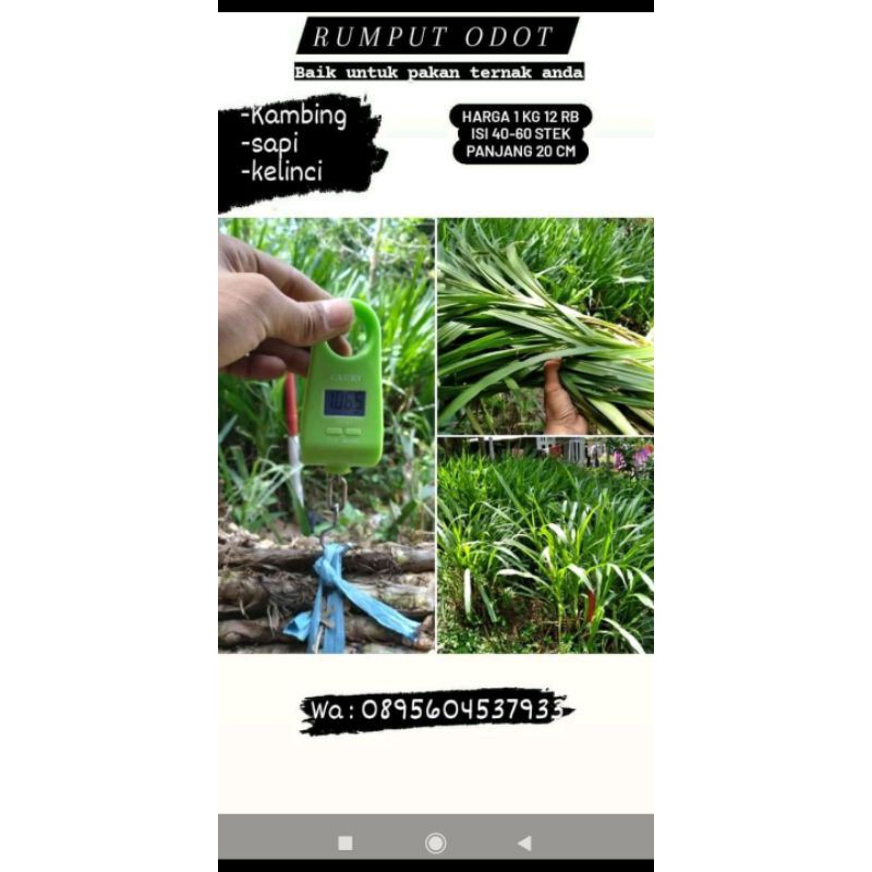 Bibit unggul rumput odot murah harga 1kg
