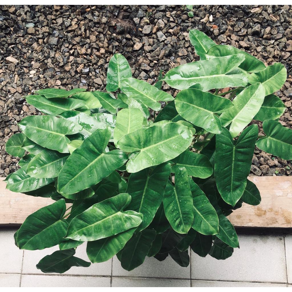 Philodendron burle marx