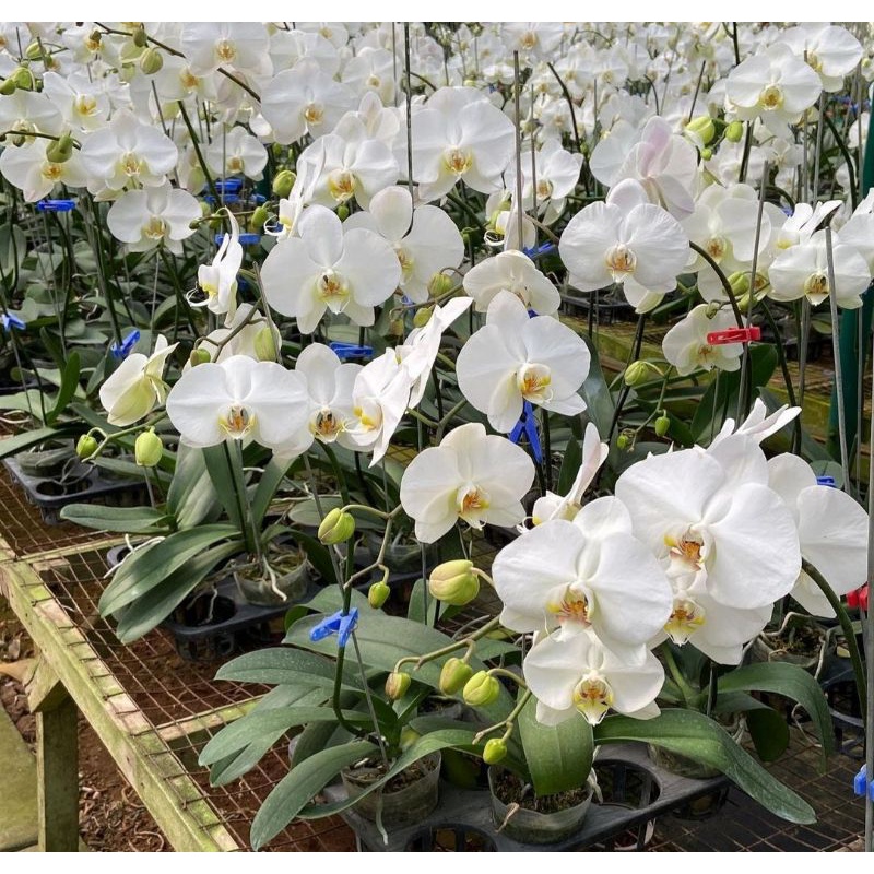 anggrek bulan dewasa jumbo sudah berbunga