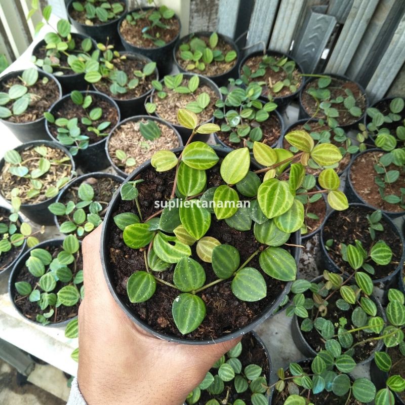 Tanaman Hias Dischidia Ovata