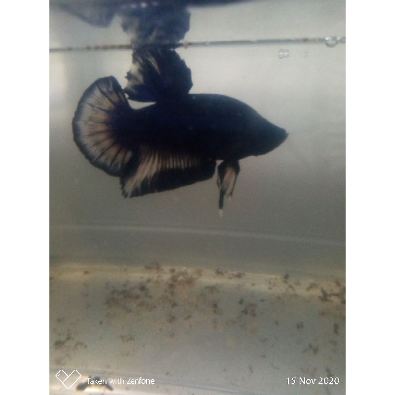 Cupang / Betta Giant Besgel Line Avatar