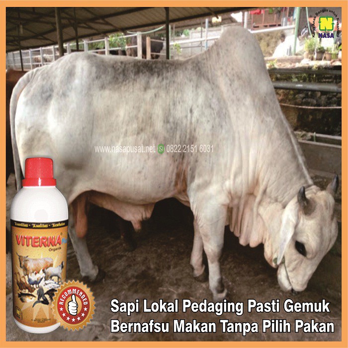 Obat Penggemuk Sapi