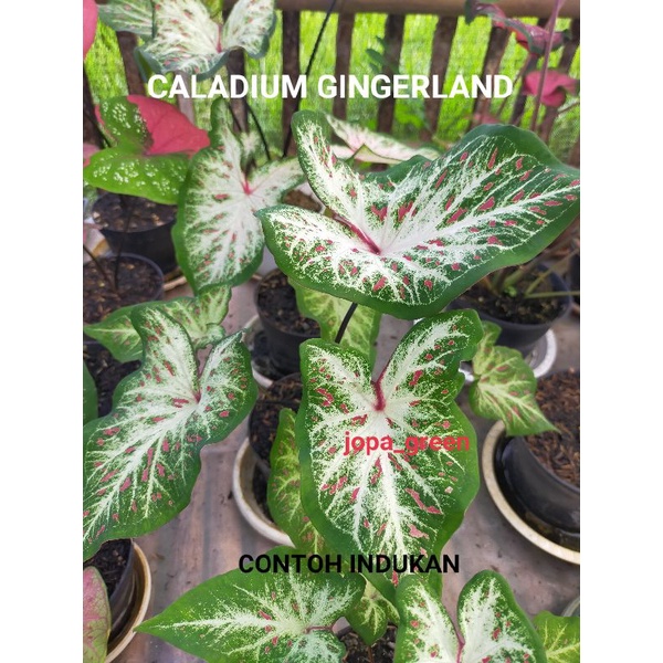 Keladi Gingerland/Caladium Gingerland/Caladium mata kucing/tanaman hias keladi