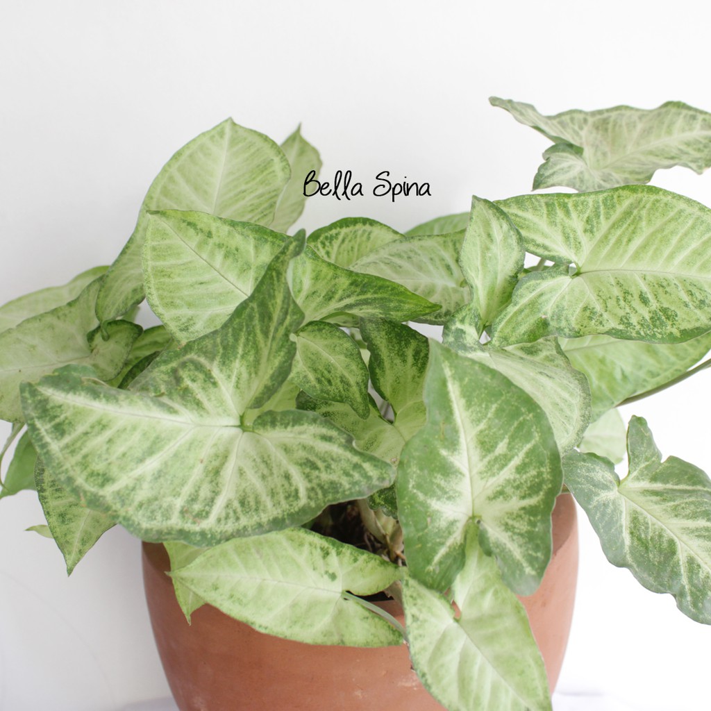 Tanaman Syngonium Podophyllum Hijau Th 51 Shopee Indonesia