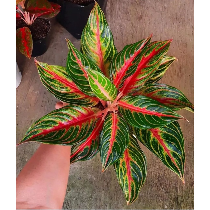 Jual Tanaman Hias Aglonema Aglaomema Tanaman Hidup Bunga Hidup Murah Aglaonema Bunga Aglonema