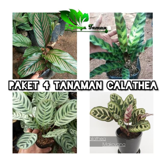 Jual Paket 4 Pcs Tanaman Hias Calathea / Calathea Makoyana / Calathea