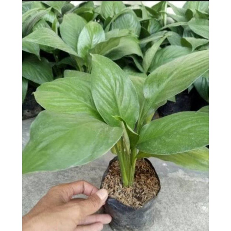 Jual Tanaman Hias Spathiphyllum Peace Lily Spathiphyllum Lokal