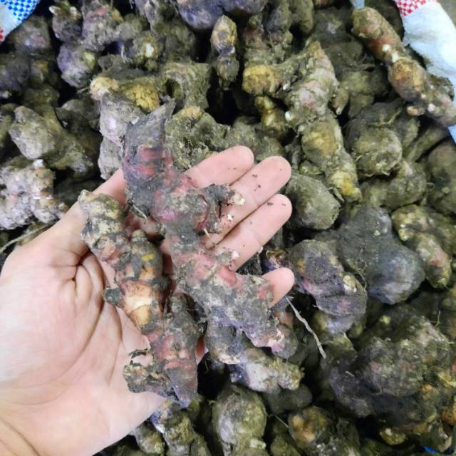 

Jahe Merah Medan 1kg