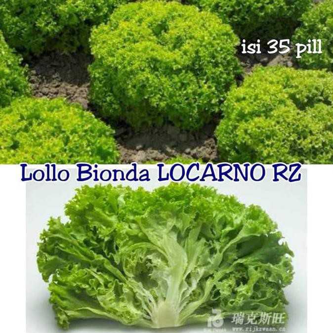 PROMO BENIH SAYURAN SELADA LETTUCE LOLLO BIONDA LOCARNO RZ - REPACK 