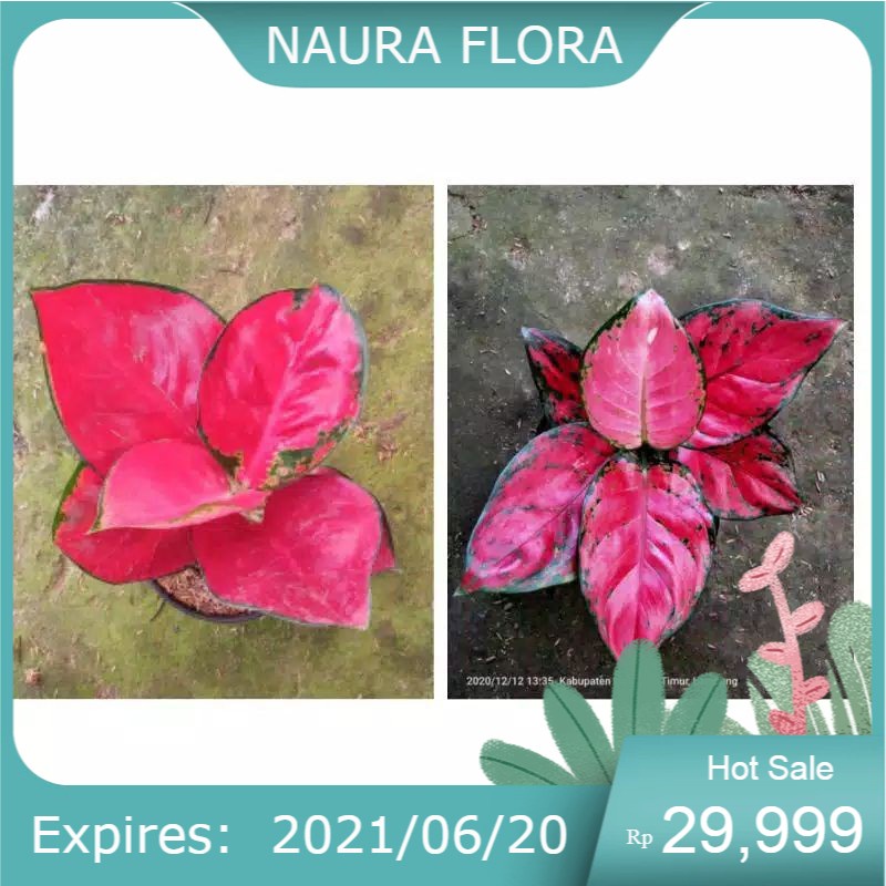 paket 2 aglonema suksom jaipong-aglonema red anjamani