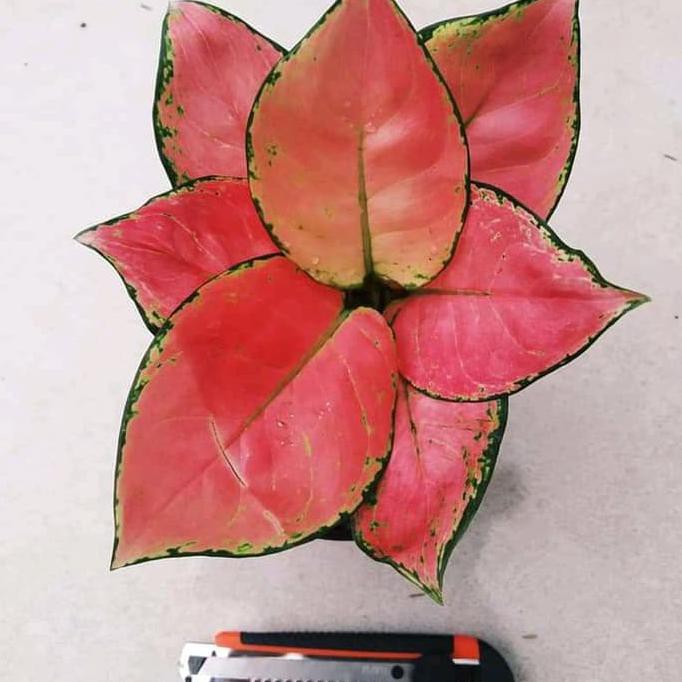 Tanaman Hias Aglonema Pink Anjamani - Pohon Aglo Pink Anja