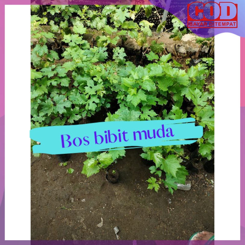 bibit anggur import 4