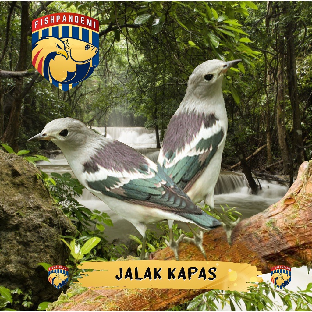 Jalak Kapas (Masih 1 Familia Jalak Kebo)