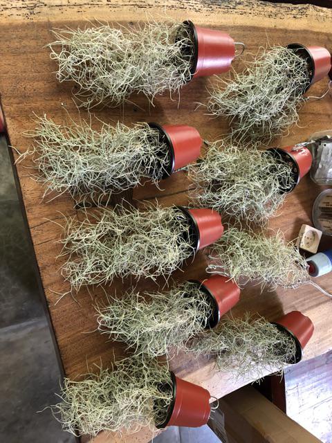 Tanaman Rambat Jenggot Dewa I Spanish Moss