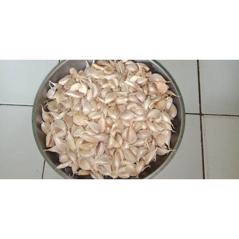 

Baput Kating PIPILAN Kecil per 500 gr