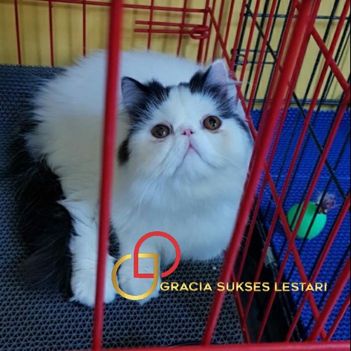 ALAS KANDANG KUCING ANJING KELINCI KURA SUGAR GLIDER 30 x 40