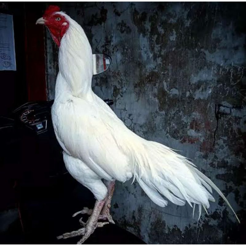ayam jago putih