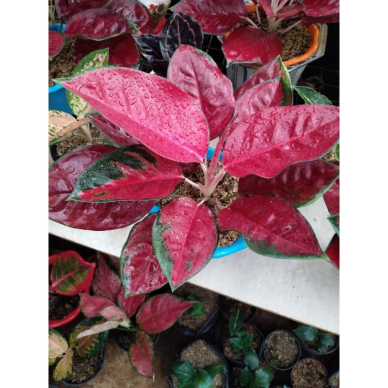 aglonema suksom jaipong culture