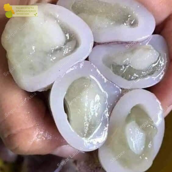 Cumi Telur Segar Cumi Telor Fresh