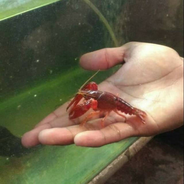 

UDANG MERAH / RED CLARKII / CLARKI