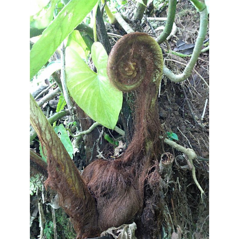 pakis monyet asli gimbal