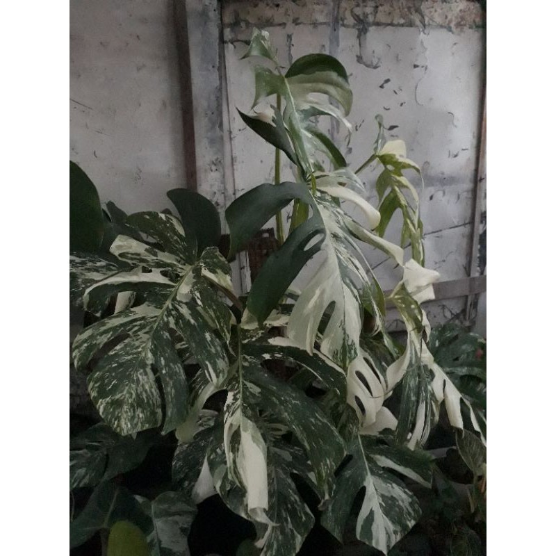 Monstera Variegata King 12 daun