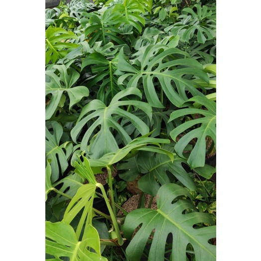 tanaman monstera king jumbo