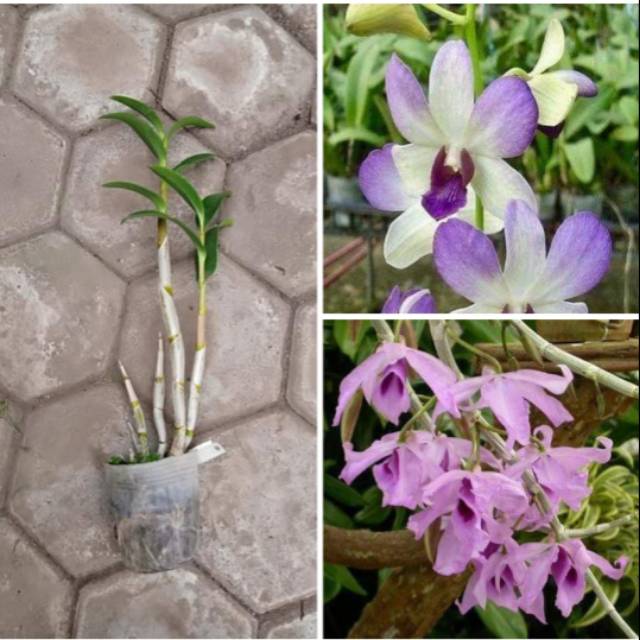 Dendrobium arindang blue x anosmum gigantea
