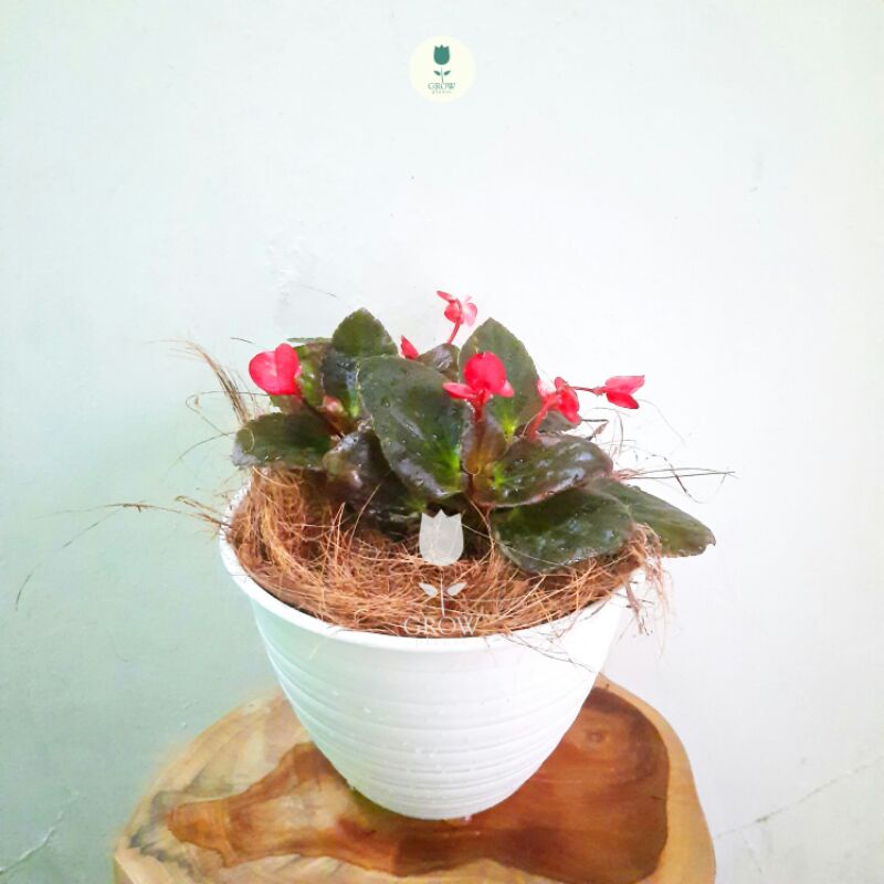 Begonia bunga merah /daun coklat