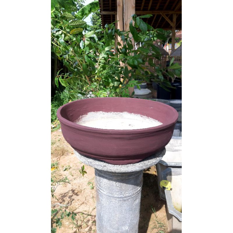 pot semen mame bulet cocok untuk bonsai